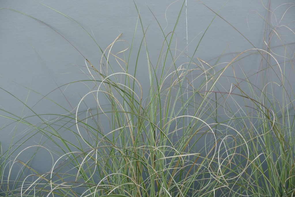 _DSC7694 - Threads of Grass