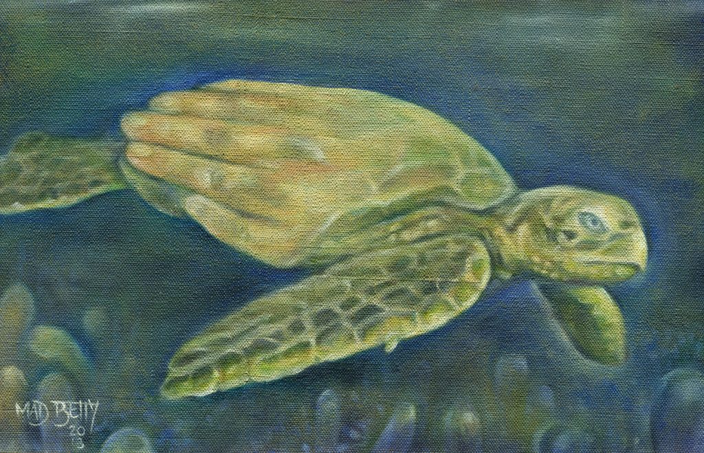 TortugaSml