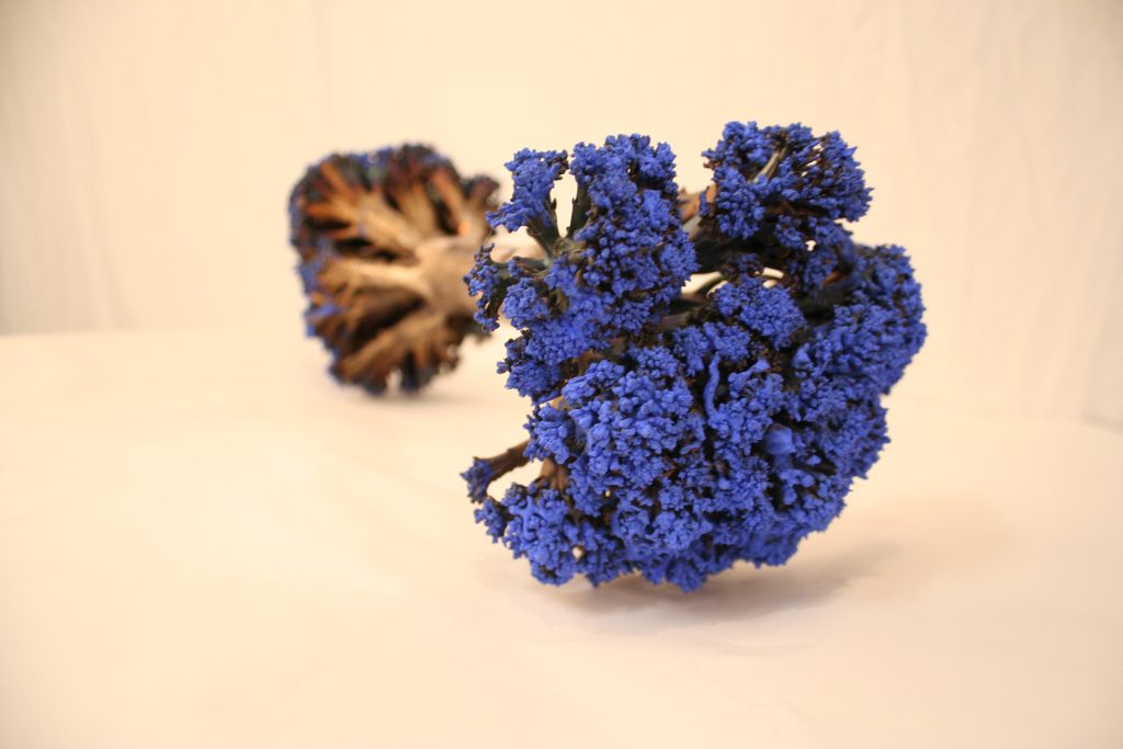 broccolibarbellblue22