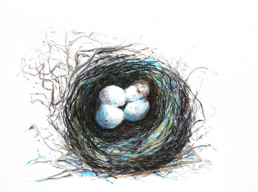 Blue eggs in nest copy
