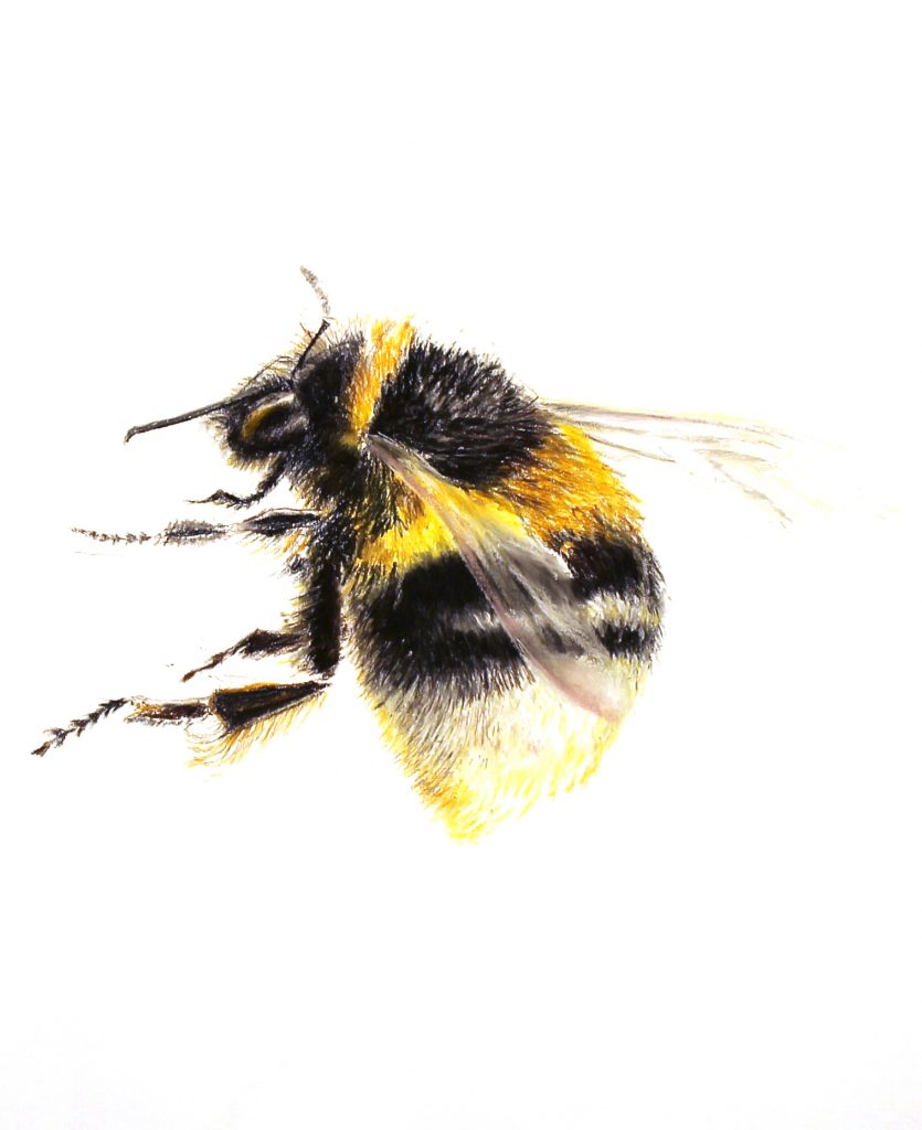 Honey bee copy 2