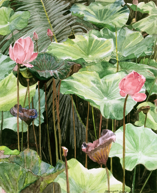 Lumpini Lotus-reduced