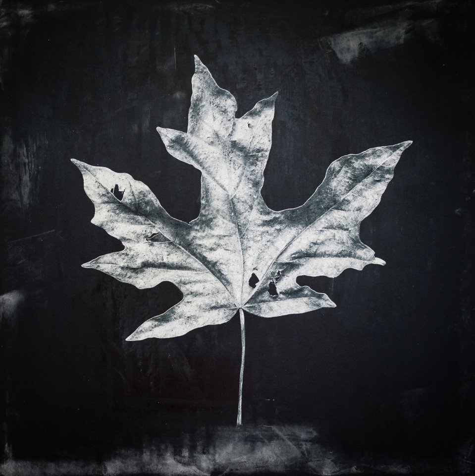maple leaf