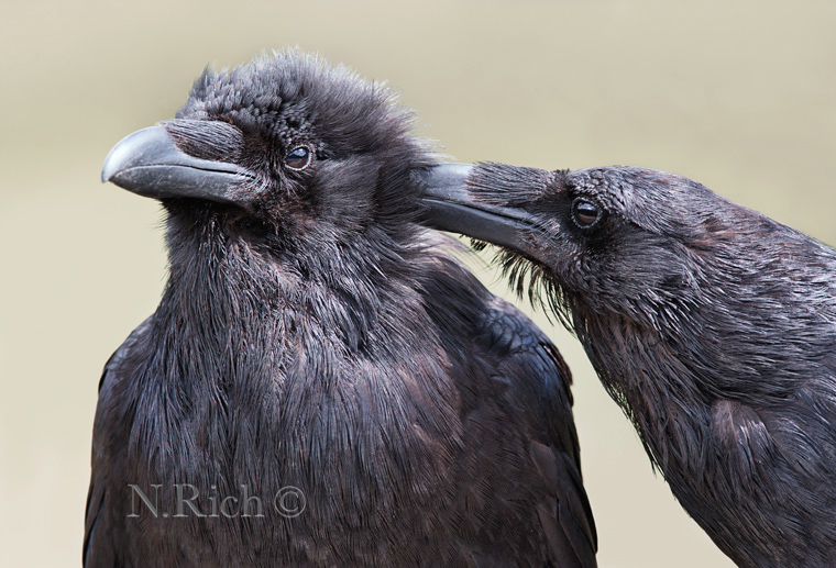 two ravens