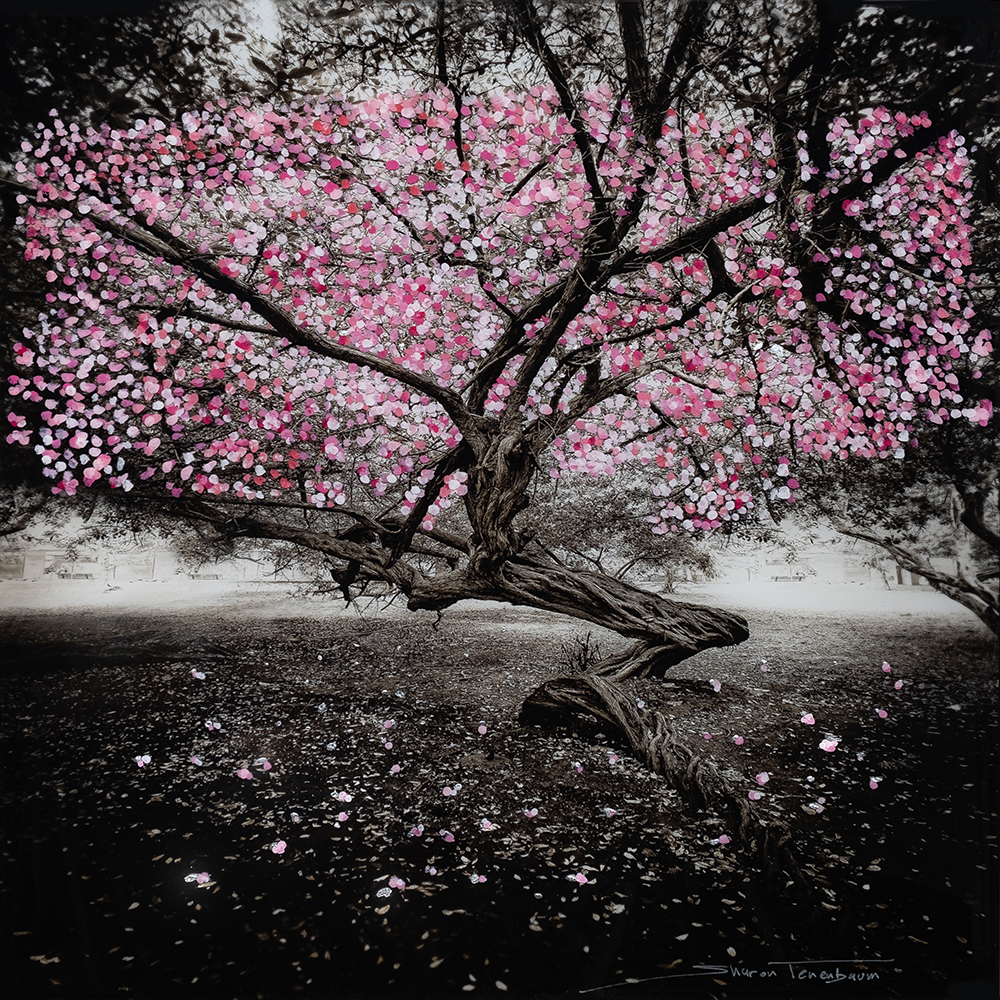 Cartagena Tree Cherry Blossom withOUT Reflection low res