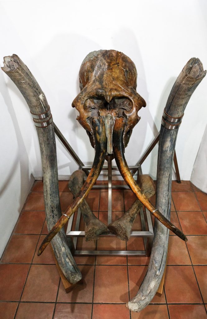 Mammoth Display 1